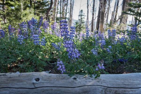 Tronco de árvore caída na frente de Lupine roxo — Fotografia de Stock