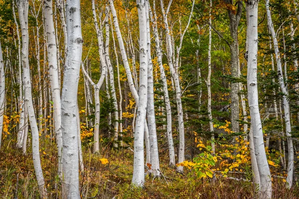 Erdőben a fehér könyv Birch fatörzsek — Stock Fotó