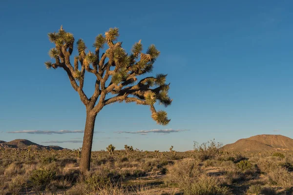 Lehnender Joshua-Baum im Nachmittagslicht — Stockfoto