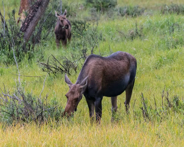 Matka i łydki pasą się na wierzby — Zdjęcie stockowe