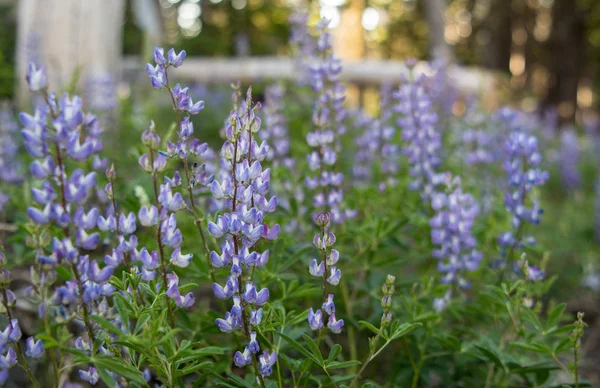 Luz solar brilha em Lupine roxo no centro — Fotografia de Stock