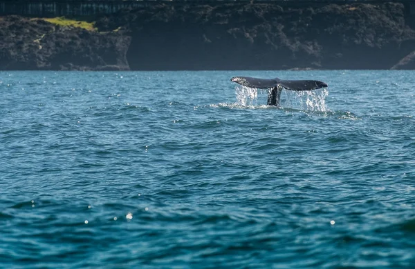 Proud vody z šedé velrybí ocas — Stock fotografie