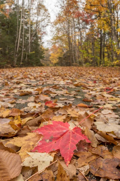 Feuille rouge brillante dans la forêt d'automne — Photo