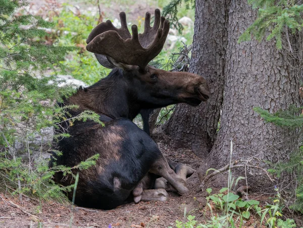 Manliga älg vilar i trädet Grove — Stockfoto