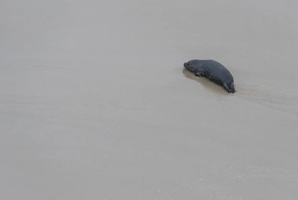 Single Baby Seal on Empty Beach — Stock Photo, Image