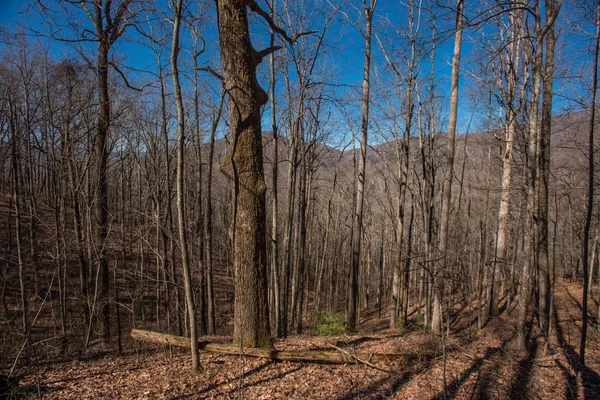 Winters aanblik van Appalachian bos — Stockfoto