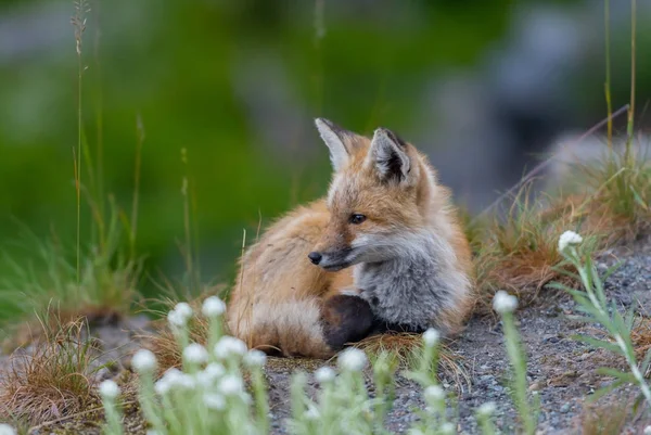 Jonge rode Cascades Fox luistert aandachtig — Stockfoto