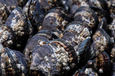 Barnicals tarihinde California Midye, yakın çekim