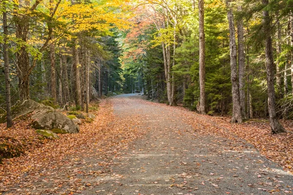Carretera cubierta de hojas en Acadia — Foto de Stock