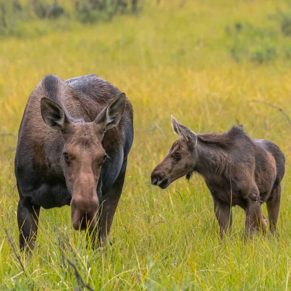 Moose Calf and Mother Graze Together — Stock Photo, Image