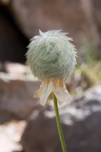 Single Seed Head of Anemone Flower — Stock Photo, Image