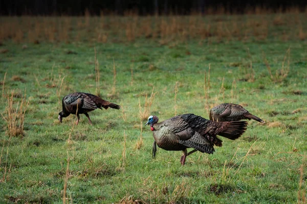 Wild Turkey Chasse à la nourriture — Photo