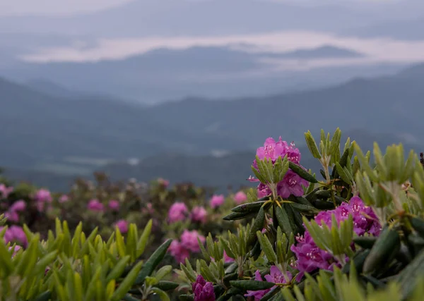 Rhododendron molhado Bloom acima vale nebuloso — Fotografia de Stock