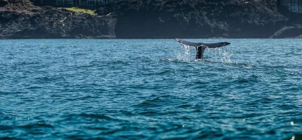 Balena si tuffa giù per il cibo — Foto Stock