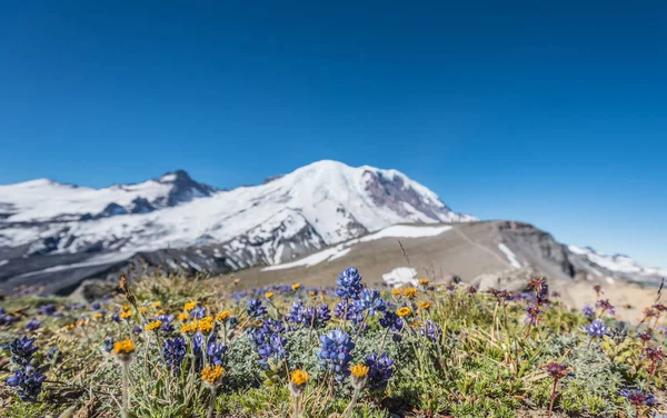 Burroughs dağ önünde kuru alanında kır çiçekleri — Stok fotoğraf