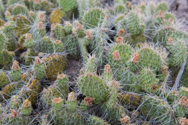 Kaktüs Bush dikenler ile geniş