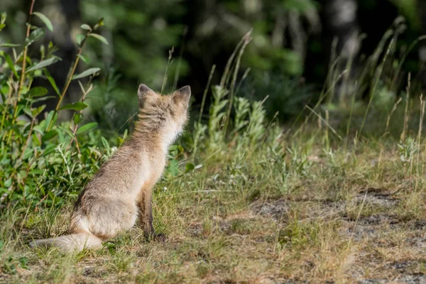 Achterkant van Cascade Red Fox — Stockfoto