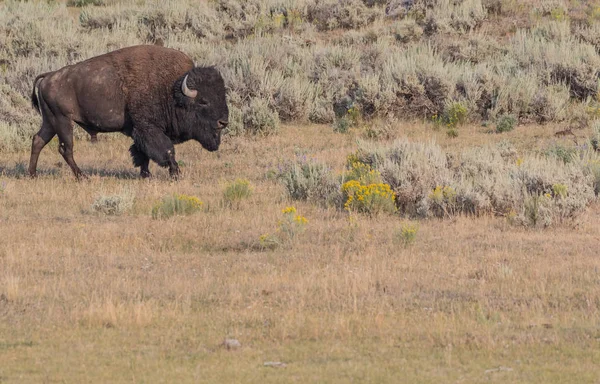 Buffalo marche dans un champ sec — Photo