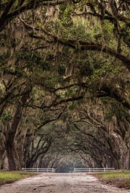 Live Oak altında kapıdan toprak yolun