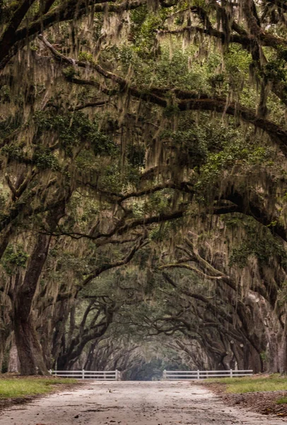 Chemin de terre à travers la porte sous chêne vivant — Photo