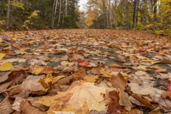 Vue à angle bas des feuilles recouvrant la route Carraige — Photo