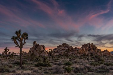 Subtle Sunset Over Joshua Tree and Boulders clipart