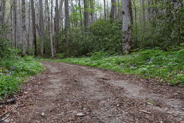 Sentier de terre large à travers la forêt — Photo