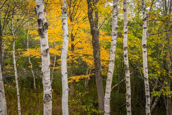 Kmeny stromů bříza bílá kniha — Stock fotografie