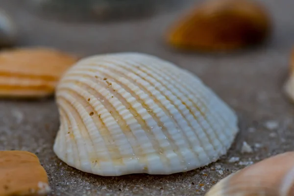 Coquille blanche avec grains de sable Angle bas — Photo