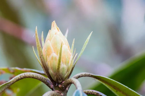 Branco Rhododendron Bud Médio — Fotografia de Stock