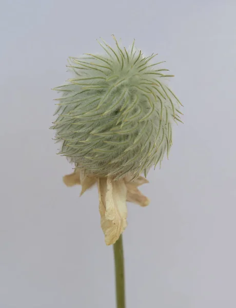 Seed Head of Anemone on Isolated White — Stock Photo, Image