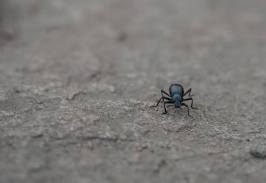 Kum üzerinde küçük siyah böcek tarar