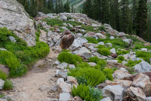 Trail tagli attraverso massi e felci verdi luminose — Foto Stock