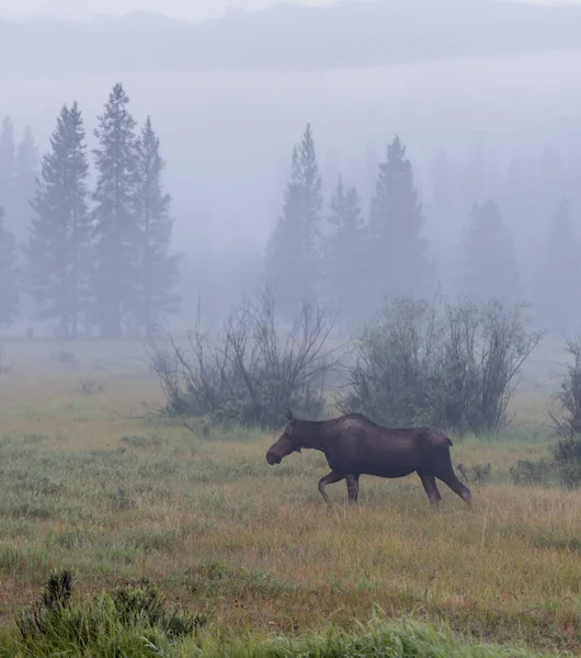 Unga Moose korsar dimmigt fält — Stockfoto