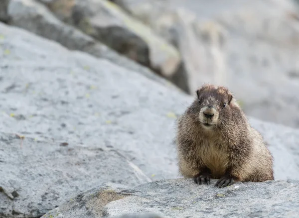 Gruba Marmot zagląda nad Rock — Zdjęcie stockowe