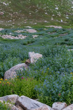 Dağ Bluebells halı Grand Teton Vadi tabanından