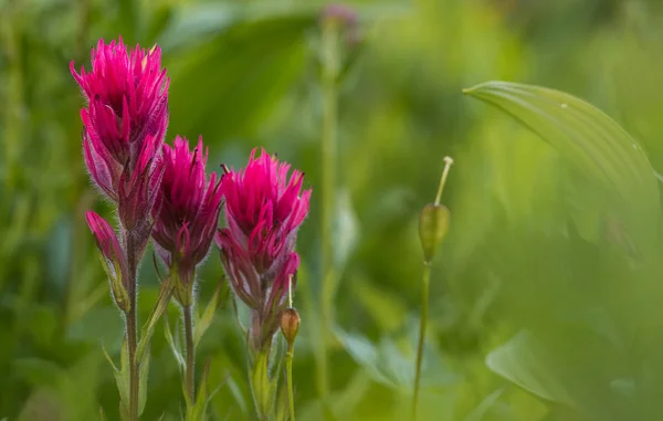 Scarlet Paintbrush with Copy Space — Stock Photo, Image