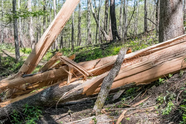Расколотое дерево упало через тропу — стоковое фото