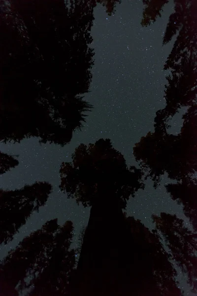 별과 세 쿼이 야 — 스톡 사진