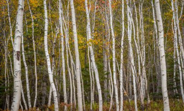 Kalın orman ince kağıt huş ağaçlarının
