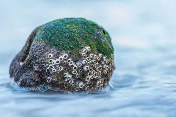 Wasser spült über kleinen Felsen — Stockfoto