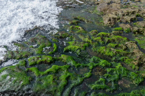 藻类覆盖的岩石上的波浪撞击 — 图库照片