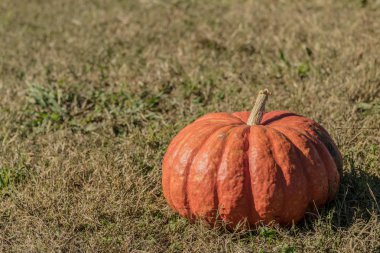 Sonbahar sahada Hatıra kabak