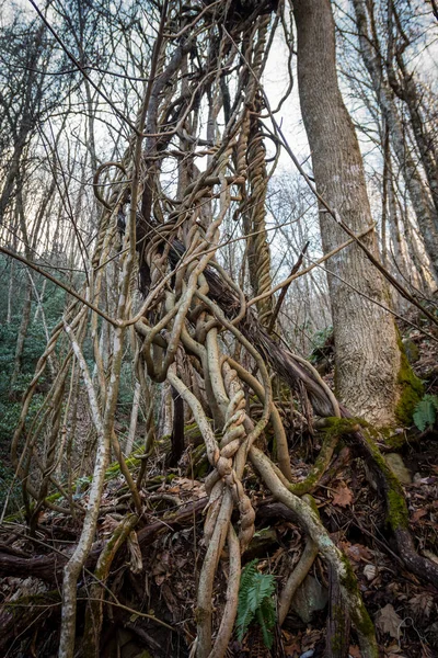 Wijnstokken en knopen — Stockfoto