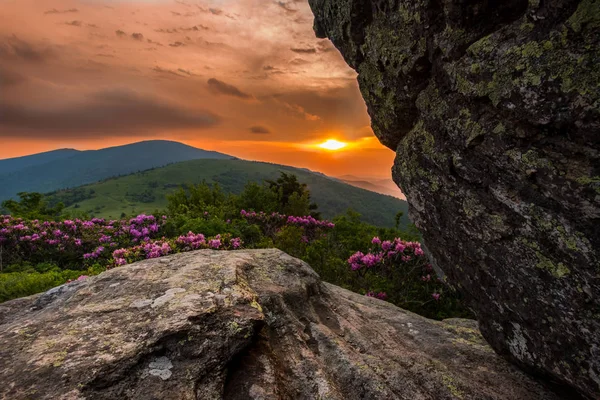Levendige zonsondergang achter Jane kale Rhododendron — Stockfoto