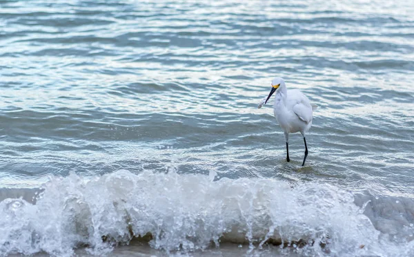 Snowy balıkçıl balık ile önünde dalga çöküyor
