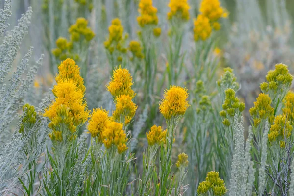 Gula blommor växa i Grand Teton — Stockfoto