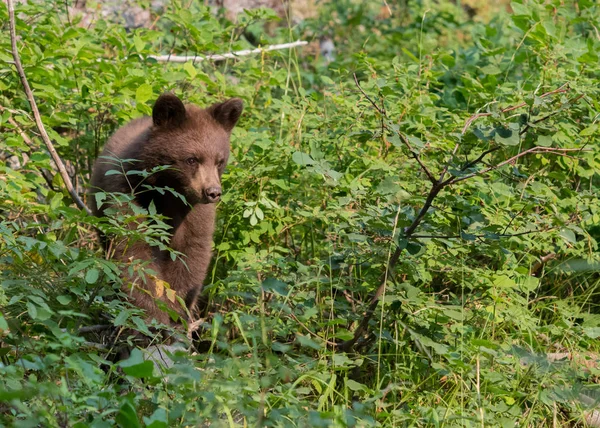 Orso cucciolo passeggiate attraverso foresta fogliame — Foto Stock