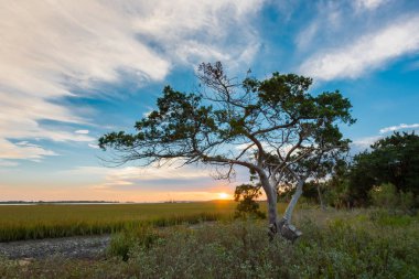 Tree at Sunrise on Tybee Island clipart