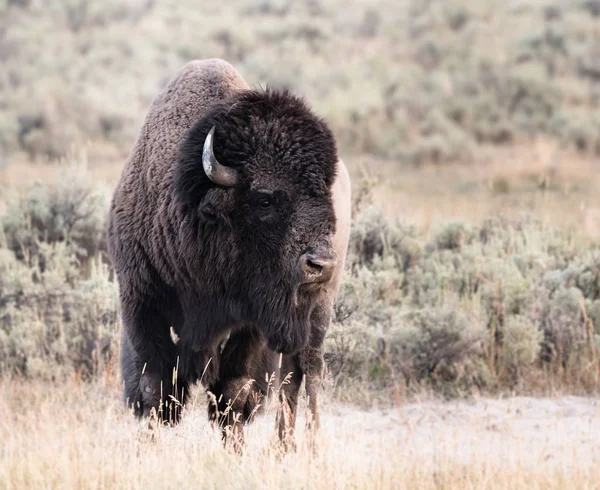 Stor manlig Bison ser rätt — Stockfoto